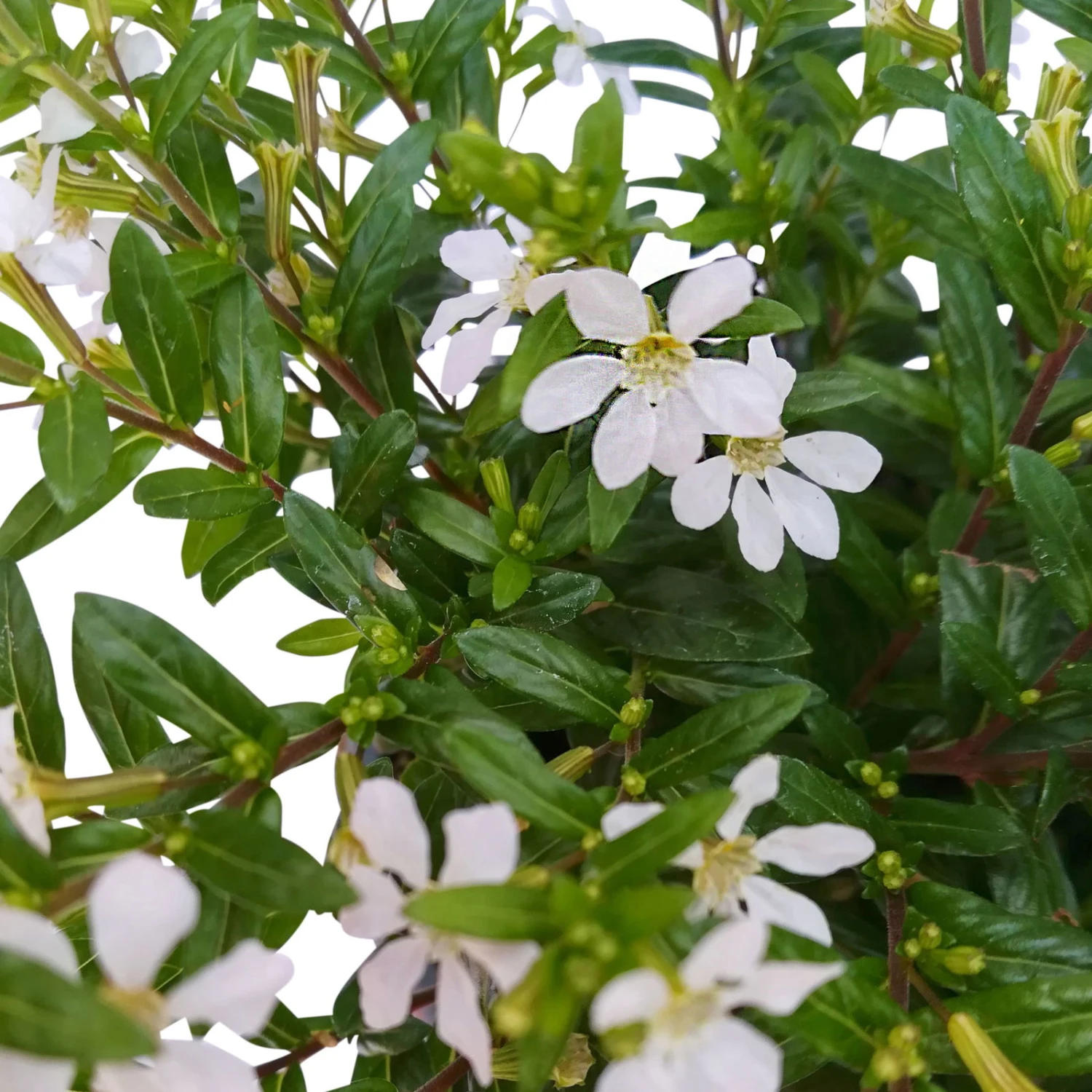 Japanische Scheinmyrte, 6er-Set, Cuphea Hyssopifolia, Weiß, Topf 11 Cm Ø 6 Japanische Scheinmyrte, 6er-Set, Cuphea Hyssopifolia, Weiß, Topf 11 Cm Ø – Bild 4