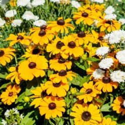 Pflanzenset 'Spätsommer-Gold' Gelb-orange, Topf-Ø 12 Cm, 4er-Set -LECHUZA || Wagner Verkaufsgeschäft 0610360035 Rudbeckia hirta T13 Toto 6er Set 2 111925