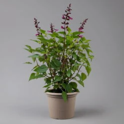 Pfirsichsalbei 'Strawberry Lake' Pink, Topf-Ø 21 Cm, Höhe Ca. 40 Cm -LECHUZA || Wagner Verkaufsgeschäft 0610370086 Salvia T21 Strawberry Lake H 40cm 2 125990