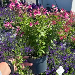 Pfirsichsalbei Zweifarbig, Topf-Ø 13 Cm, Höhe Ca. 25 Cm, 6er-Set