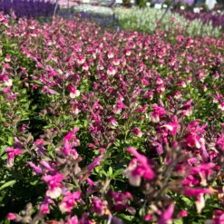 Pfirsichsalbei Zweifarbig, Topf-Ø 13 Cm, Höhe Ca. 25 Cm, 6er-Set -LECHUZA || Wagner Verkaufsgeschäft 0610370095 Salvia greggii T13 zweifarbig H25 6er Set 3 125733