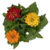 Zinnie 'Trio' Bunt, Mix Nach Verfügbarkeit, Topf-Ø 12 Cm, 6er-Set -LECHUZA || Wagner Verkaufsgeschäft 0610420117 Zinnia elegans Trio T13 nach Verfuegbarkeit 6er Set 12 112500