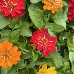 Zinnie 'Trio' Bunt, Mix Nach Verfügbarkeit, Topf-Ø 12 Cm, 6er-Set -LECHUZA || Wagner Verkaufsgeschäft 0610420117 Zinnia elegans Trio T13 nach Verfuegbarkeit 6er Set 14 112403