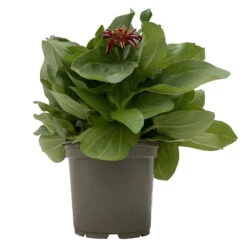 Zinnie 'Trio' Bunt, Mix Nach Verfügbarkeit, Topf-Ø 12 Cm, 6er-Set -LECHUZA || Wagner Verkaufsgeschäft 0610420117 Zinnia elegans Trio T13 nach Verfuegbarkeit 6er Set 1 112498