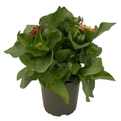 Zinnie 'Trio' Bunt, Mix Nach Verfügbarkeit, Topf-Ø 12 Cm, 6er-Set -LECHUZA || Wagner Verkaufsgeschäft 0610420117 Zinnia elegans Trio T13 nach Verfuegbarkeit 6er Set 6 112499