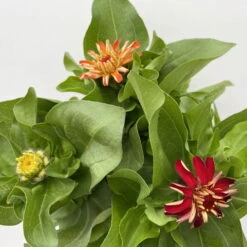 Zinnie 'Trio' Bunt, Mix Nach Verfügbarkeit, Topf-Ø 12 Cm, 6er-Set -LECHUZA || Wagner Verkaufsgeschäft 0610420117 Zinnia elegans Trio T13 nach Verfuegbarkeit 6er Set 8 112404