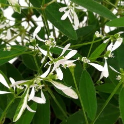 Petunie 'Mystery Sky' & Schneewolke Dunkelblau-weiß, Ampeltopf-Ø 25/27 Cm -LECHUZA || Wagner Verkaufsgeschäft 0610500546 Euphorbia XL Diamond Frost 3er Set 9 89747
