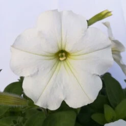 Petunie Weiß, Hängend, Topf-Ø 13 Cm, 6er-Set 14 Petunie Weiß, Hängend, Topf-Ø 13 Cm, 6er-Set -LECHUZA || Wagner Verkaufsgeschäft 0613120039 Haenge Petunie T12 weiss 3er Set 2 78714