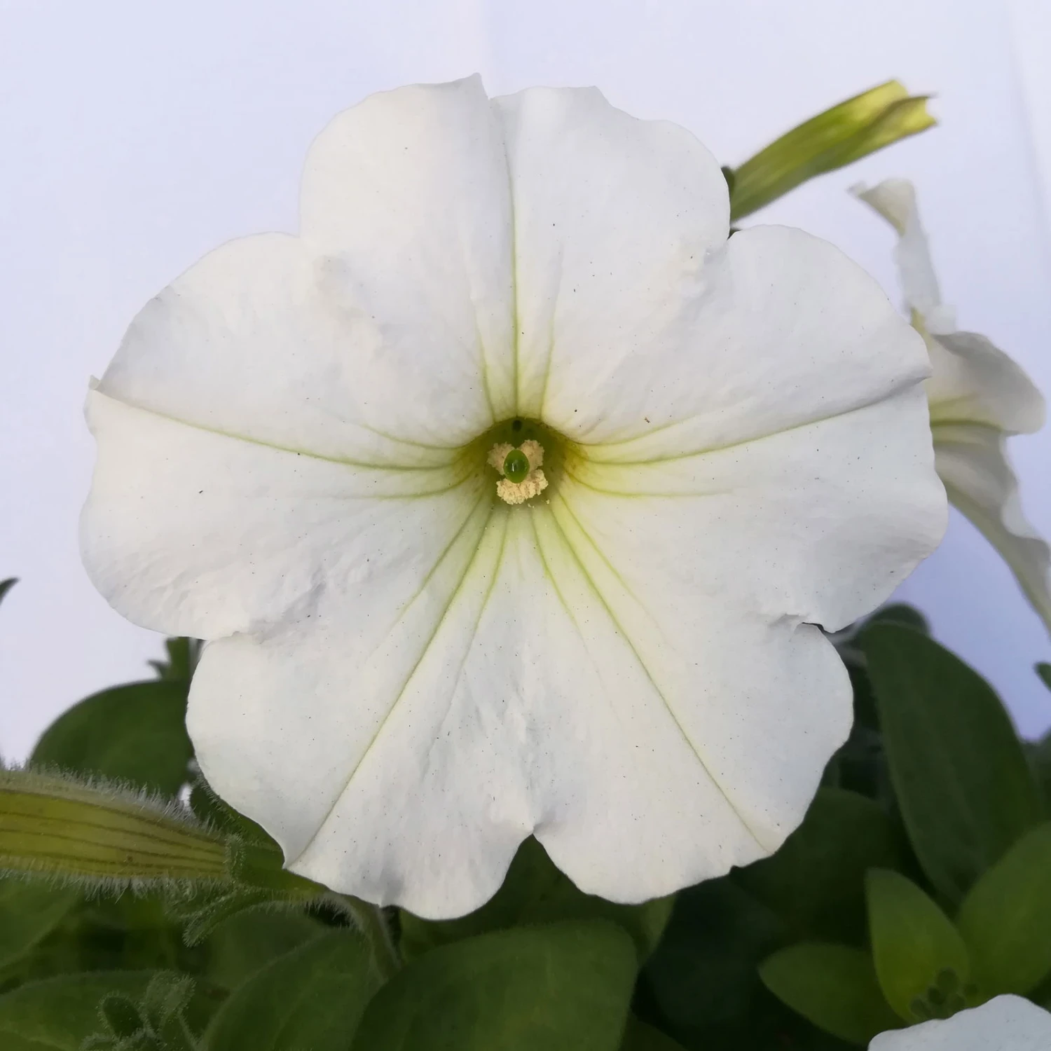 Petunie Weiß, Hängend, Topf-Ø 13 Cm, 6er-Set 7 Petunie Weiß, Hängend, Topf-Ø 13 Cm, 6er-Set – Bild 5