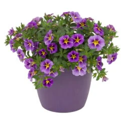 Zauberglöckchen 'Rave® Blue' Lila-gelb, Topf-Ø 13 Cm, 6er-Set -LECHUZA || Wagner Verkaufsgeschäft 0613160006 KB Calibrachoa T13 Rave Blue lila gelb gesternt 50997