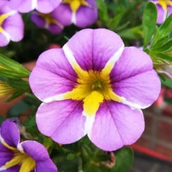 Zauberglöckchen 'Rave® Blue' Lila-gelb, Topf-Ø 13 Cm, 6er-Set -LECHUZA || Wagner Verkaufsgeschäft 0613160049 Calibrachoa Rave Blue 1 89024