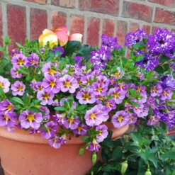 Zauberglöckchen 'Rave® Blue' Lila-gelb, Topf-Ø 13 Cm, 6er-Set -LECHUZA || Wagner Verkaufsgeschäft 0613160049 Calibrachoa Rave Blue 4 89022