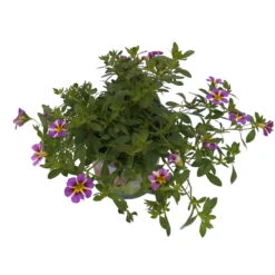Zauberglöckchen 'Rave® Blue' Lila-gelb, Topf-Ø 13 Cm, 6er-Set -LECHUZA || Wagner Verkaufsgeschäft 0613160049 KB Calibrachoa T13 Rave Blue 6er Set 2 93309