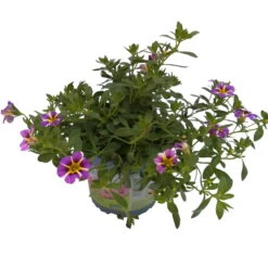 Zauberglöckchen 'Rave® Blue' Lila-gelb, Topf-Ø 13 Cm, 6er-Set -LECHUZA || Wagner Verkaufsgeschäft 0613160049 KB Calibrachoa T13 Rave Blue 6er Set 4 93308