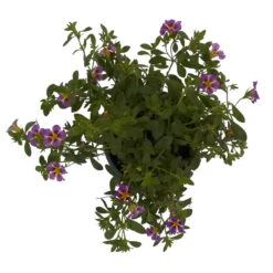 Zauberglöckchen 'Rave® Blue' Lila-gelb, Topf-Ø 13 Cm, 6er-Set -LECHUZA || Wagner Verkaufsgeschäft 0613160049 KB Calibrachoa T13 Rave Blue 6er Set 8 93310