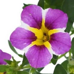 Zauberglöckchen 'Rave® Blue' Lila-gelb, Topf-Ø 13 Cm, 6er-Set -LECHUZA || Wagner Verkaufsgeschäft 0613160049 KB Calibrachoa T13 Rave Blue 6er Set 9 93307