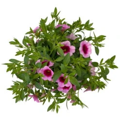 Zauberglöckchen 'Aloha Kona Tiki Pink' Rosa-pink, Topf-Ø 13 Cm, 6er-Set -LECHUZA || Wagner Verkaufsgeschäft 0613160098 KB Calibrachoa T13 Tiki Pink 10 112102