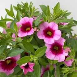 Zauberglöckchen 'Aloha Kona Tiki Pink' Rosa-pink, Topf-Ø 13 Cm, 6er-Set -LECHUZA || Wagner Verkaufsgeschäft 0613160098 KB Calibrachoa T13 Tiki Pink 13 112103
