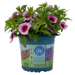 Zauberglöckchen 'Aloha Kona Tiki Pink' Rosa-pink, Topf-Ø 13 Cm, 6er-Set -LECHUZA || Wagner Verkaufsgeschäft 0613160098 KB Calibrachoa T13 Tiki Pink 2 112100