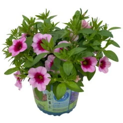 Zauberglöckchen 'Aloha Kona Tiki Pink' Rosa-pink, Topf-Ø 13 Cm, 6er-Set -LECHUZA || Wagner Verkaufsgeschäft 0613160098 KB Calibrachoa T13 Tiki Pink 3 112101