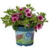 Zauberglöckchen 'Aloha Kona Tiki Pink' Rosa-pink, Topf-Ø 13 Cm, 6er-Set -LECHUZA || Wagner Verkaufsgeschäft 0613160098 KB Calibrachoa T13 Tiki Pink 7 112098