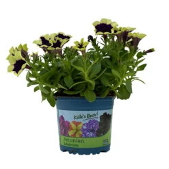 Petunien 'Cascadias™ Rim Magenta', Dunkel&creme, Hängend, Topf-Ø 13 Cm, 6er-Set -LECHUZA || Wagner Verkaufsgeschäft 0613170111 KB Petunia T13 Cascadias Rim Magenta 6er Set WS 4 110952