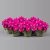 Petunie 'GO!Tunia® Neon Pink'' Neon Pink, Topf-Ø 13 Cm, 6er-Set 1 Petunie 'GO!Tunia® Neon Pink'' Neon Pink, Topf-Ø 13 Cm, 6er-Set -LECHUZA || Wagner Verkaufsgeschäft 0613170177 petunia neon pink set 1 122588