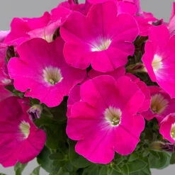 Petunie 'GO!Tunia® Neon Pink'' Neon Pink, Topf-Ø 13 Cm, 6er-Set -LECHUZA || Wagner Verkaufsgeschäft 0613170177 petunia neon pink set 2 122589