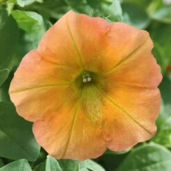 Petunie 'Famous Apricot' Orange-gelb, Hängend, Topf-Ø 13 Cm, 6er-Set -LECHUZA || Wagner Verkaufsgeschäft 0613170178 petunia famous apricot 1 122812