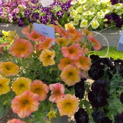 Petunie 'Famous Apricot' Orange-gelb, Hängend, Topf-Ø 13 Cm, 6er-Set -LECHUZA || Wagner Verkaufsgeschäft 0613170178 petunia famous apricot 3 122811