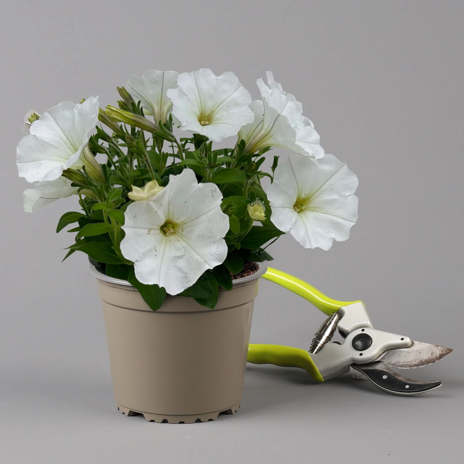 Petunie Weiß, Hängend, Topf-Ø 13 Cm, 6er-Set 4 Petunie Weiß, Hängend, Topf-Ø 13 Cm, 6er-Set – Bild 2