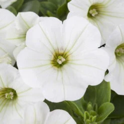 Petunie Weiß, Hängend, Topf-Ø 13 Cm, 6er-Set 15 Petunie Weiß, Hängend, Topf-Ø 13 Cm, 6er-Set -LECHUZA || Wagner Verkaufsgeschäft 0613170179 petunia weiss 122804