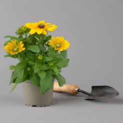 Pflanzenset 'Spätsommer-Gold' Gelb-orange, Topf-Ø 12 Cm, 4er-Set -LECHUZA || Wagner Verkaufsgeschäft 0615400008 KB Spaetsommer Gold T12 4erSet orange gelb 11 126541