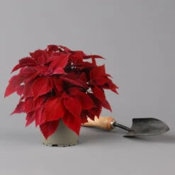 Pflanzenset 'Spätsommer-Gold' Gelb-orange, Topf-Ø 12 Cm, 4er-Set -LECHUZA || Wagner Verkaufsgeschäft 0615400008 KB Spaetsommer Gold T12 4erSet orange gelb 12 126540