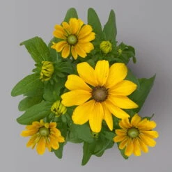 Pflanzenset 'Spätsommer-Gold' Gelb-orange, Topf-Ø 12 Cm, 4er-Set -LECHUZA || Wagner Verkaufsgeschäft 0615400008 KB Spaetsommer Gold T12 4erSet orange gelb 14 126542