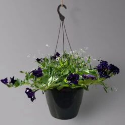 Petunie 'Mystery Sky' & Schneewolke Dunkelblau-weiß, Ampeltopf-Ø 25/27 Cm