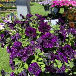 Petunie 'Mystery Sky' & Schneewolke Dunkelblau-weiß, Ampeltopf-Ø 25/27 Cm -LECHUZA || Wagner Verkaufsgeschäft 0619110060 petunia ampel mystery sky diamond frost 1 122677