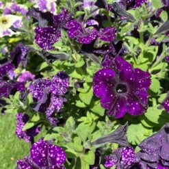 Petunie 'Mystery Sky' & Schneewolke Dunkelblau-weiß, Ampeltopf-Ø 25/27 Cm -LECHUZA || Wagner Verkaufsgeschäft 0619110060 petunia ampel mystery sky diamond frost 3 122679