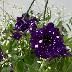 Petunie 'Mystery Sky' & Schneewolke Dunkelblau-weiß, Ampeltopf-Ø 25/27 Cm -LECHUZA || Wagner Verkaufsgeschäft 0619110060 petunia mysteryx sky und schneewolke ampel 7 124649