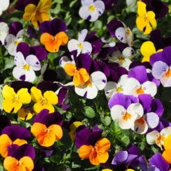 Hornveilchen Zweifarbig Mit Mühlenbeckia, Topf-Ø 13 Cm, 6er-Set -LECHUZA || Wagner Verkaufsgeschäft 0620110115 Viola cornuta Muehlenbeckia T13 zweifarbig 6er Set n Verfuegbarkeit WS 2 102730