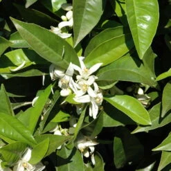 Orangenbaum, Kurz-Stamm, Topf-Ø Ca. 26 Cm -LECHUZA || Wagner Verkaufsgeschäft 0630100030 KB Citrus sinensis Stamm T33 1 88065