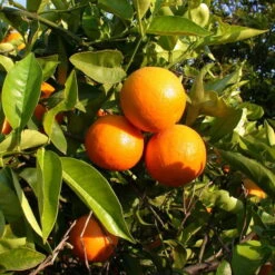 Orangenbaum, Kurz-Stamm, Topf-Ø Ca. 26 Cm -LECHUZA || Wagner Verkaufsgeschäft 0630100030 KB Citrus sinensis Stamm T33 2 88063