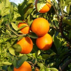 Orangenbaum, Kurz-Stamm, Topf-Ø Ca. 26 Cm -LECHUZA || Wagner Verkaufsgeschäft 0630100030 KB Citrus sinensis Stamm T33 3 88064