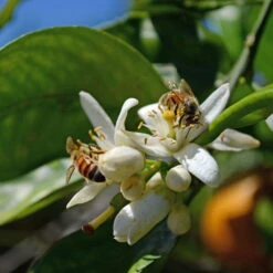 Orangenbaum, Kurz-Stamm, Topf-Ø Ca. 26 Cm -LECHUZA || Wagner Verkaufsgeschäft 0630100030 KB Citrus sinensis Stamm T33 4 87842