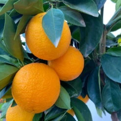 Orangenbaum, Kurz-Stamm, Topf-Ø Ca. 26 Cm -LECHUZA || Wagner Verkaufsgeschäft 0630100030 KB Citrus sinensis Stamm T33 6 104198