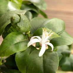 Zitronenbaum, Stamm, Topf-Ø 55 Cm, Höhe Ca. 180 Cm 9 Zitronenbaum, Stamm, Topf-Ø 55 Cm, Höhe Ca. 180 Cm -LECHUZA || Wagner Verkaufsgeschäft 0630100481 Citrus limon Bluete GS624989 Citrus limon 77068