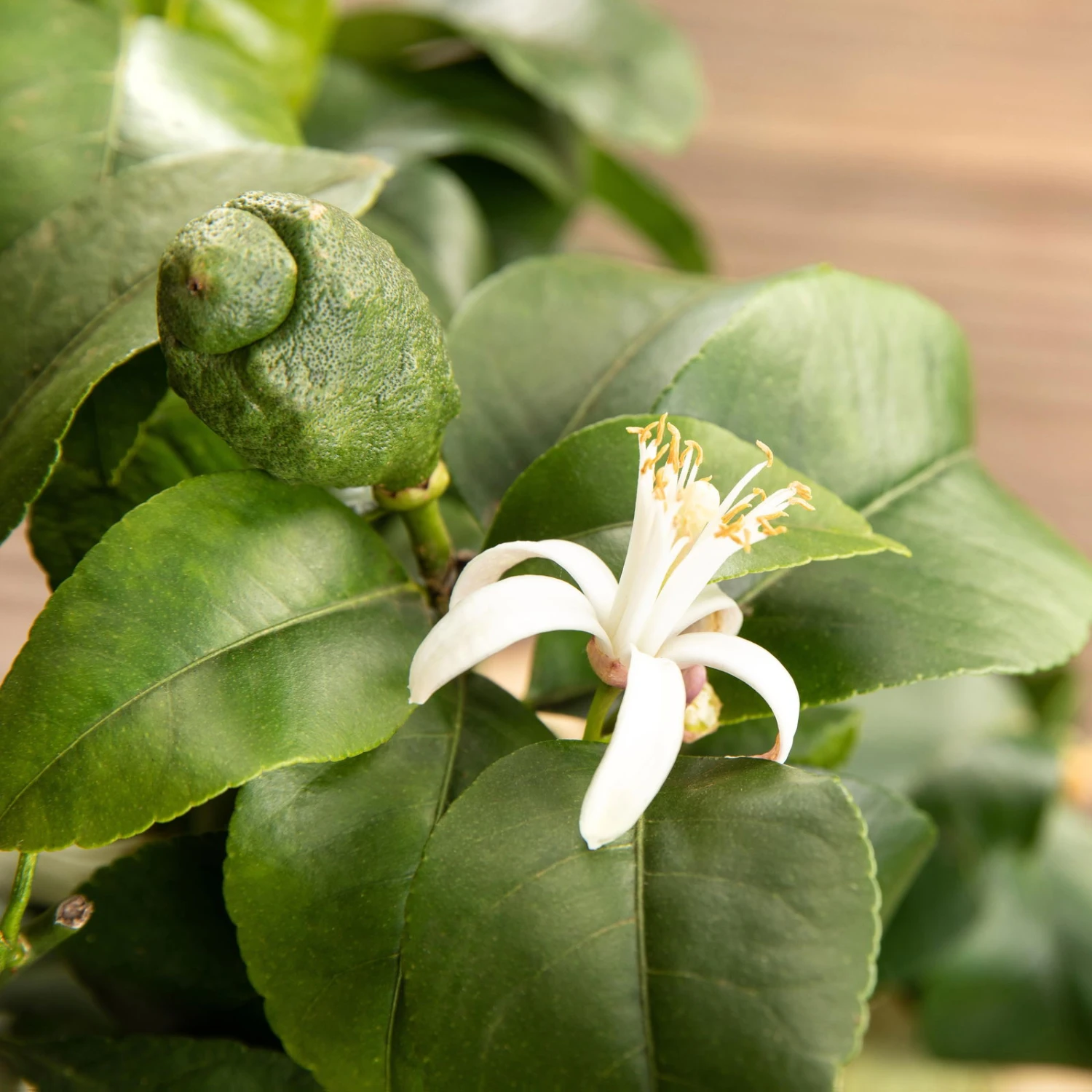 Zitronenbaum, Stamm, Topf-Ø 55 Cm, Höhe Ca. 180 Cm 5 Zitronenbaum, Stamm, Topf-Ø 55 Cm, Höhe Ca. 180 Cm – Bild 3