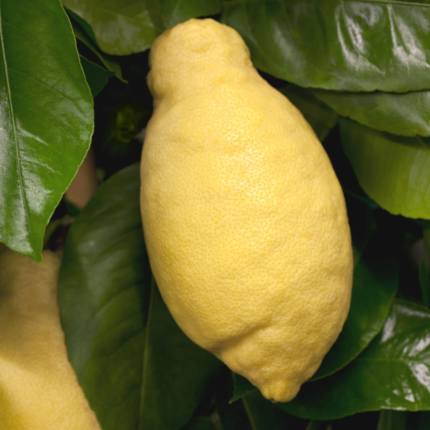 Zitronenbaum, Stamm, Topf-Ø 55 Cm, Höhe Ca. 180 Cm 4 Zitronenbaum, Stamm, Topf-Ø 55 Cm, Höhe Ca. 180 Cm – Bild 2