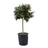 Kumquatbaum, Stamm, Topf-Ø 33 Cm, Höhe Ca. 160 Cm -LECHUZA || Wagner Verkaufsgeschäft 0630100530 KB Citrus fort marg Stamm T33 Kumquat 1 91056