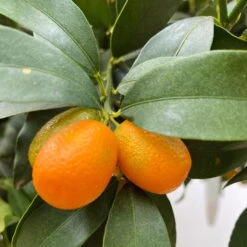 Kumquat, Kurz-Stamm, Topf-Ø 26 Cm 11 Kumquat, Kurz-Stamm, Topf-Ø 26 Cm -LECHUZA || Wagner Verkaufsgeschäft 0630100530 KB Citrus fort marg Stamm T33 Kumquat 3 90765